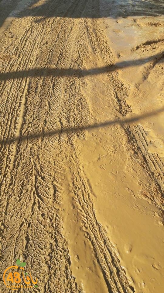 lud shaneer tarmem (3).jpg